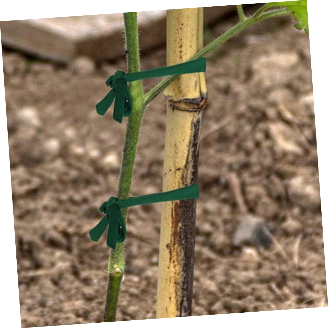 SUPVOX 8rouleaux Sangles De Soutien pour Arbres Strap De Fixation Robuste pour Vos Plantes Sécurité Ajustable Et Durable