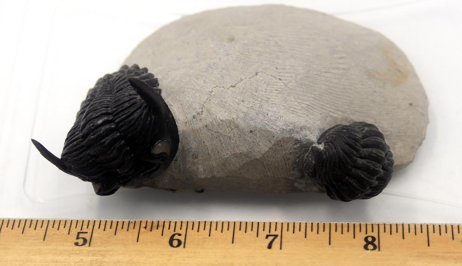 Hollardops & Phacops Trilobite Fossils Morocco #18324