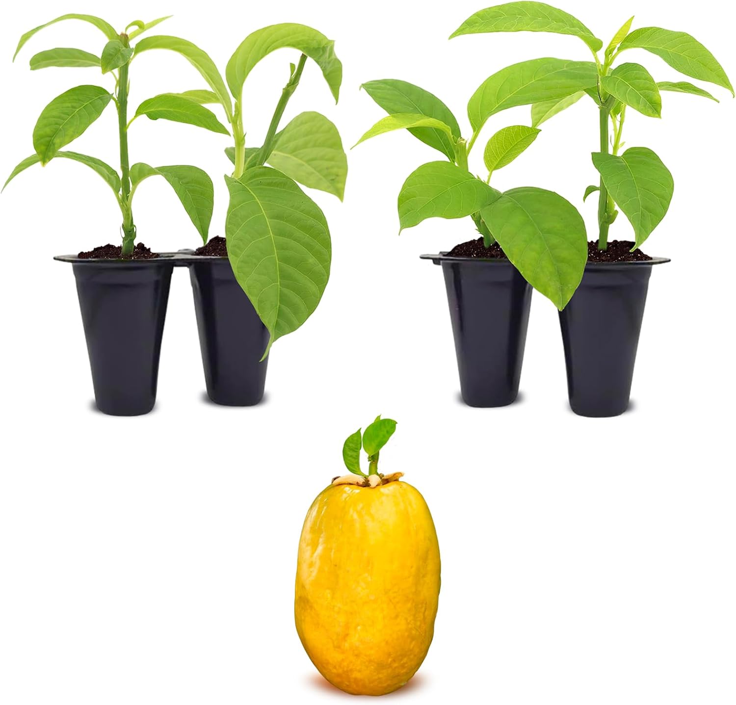 'Giant Granadilla' Passion Fruit Vines (4 Pack) – Live Starter Plants for Planting, Ideal for Creating Lush Garden Canopies, Producing Juicy Fruits Ideal for Fresh Consumption