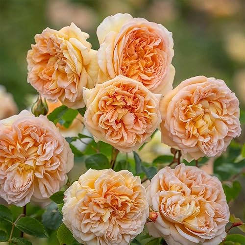Heirloom Roses David Austin Rose Bush - Bathsheba - Planta de rosa trepadora naranja viva para plantar al aire libre