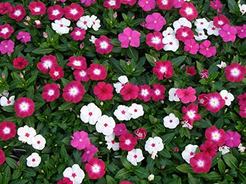 VINCA Flowers Mixed Colors Live Plants 4 Pack