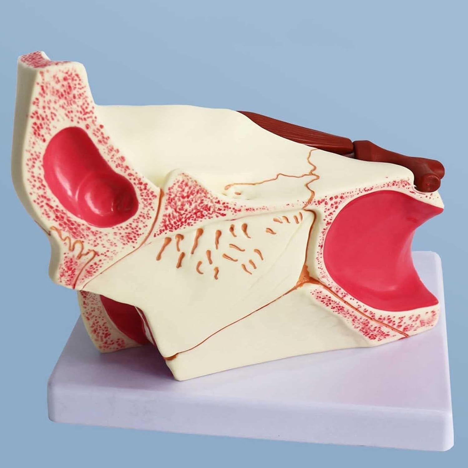 Eyeball and Orbital Model, Eye Anatomy Model, 3X magnified Human Eyeball and Eyelid Skeleton Model, with Orbital Tissue Structure and Eyelid Tear Gland