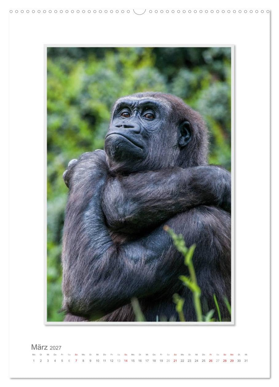 CALVENDO - Emotionale Momente: Aus dem Leben der Familie Gorilla. (hochwertiger Premium Wandkalender 2027 DIN A2 hoch), Kunstdruck in Hochglanz: Zauberhafte Bilder von unserem nächsten Verwandten. Gor