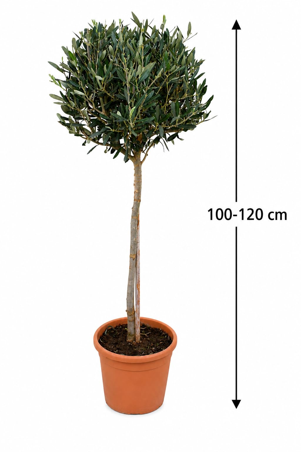 Olivenbaum-Stämmchen 100-120 cm – Mediterraner Olivenbaum für Garten, Balkon & Terrasse – Winterhart, Immergrün & Pflegeleicht