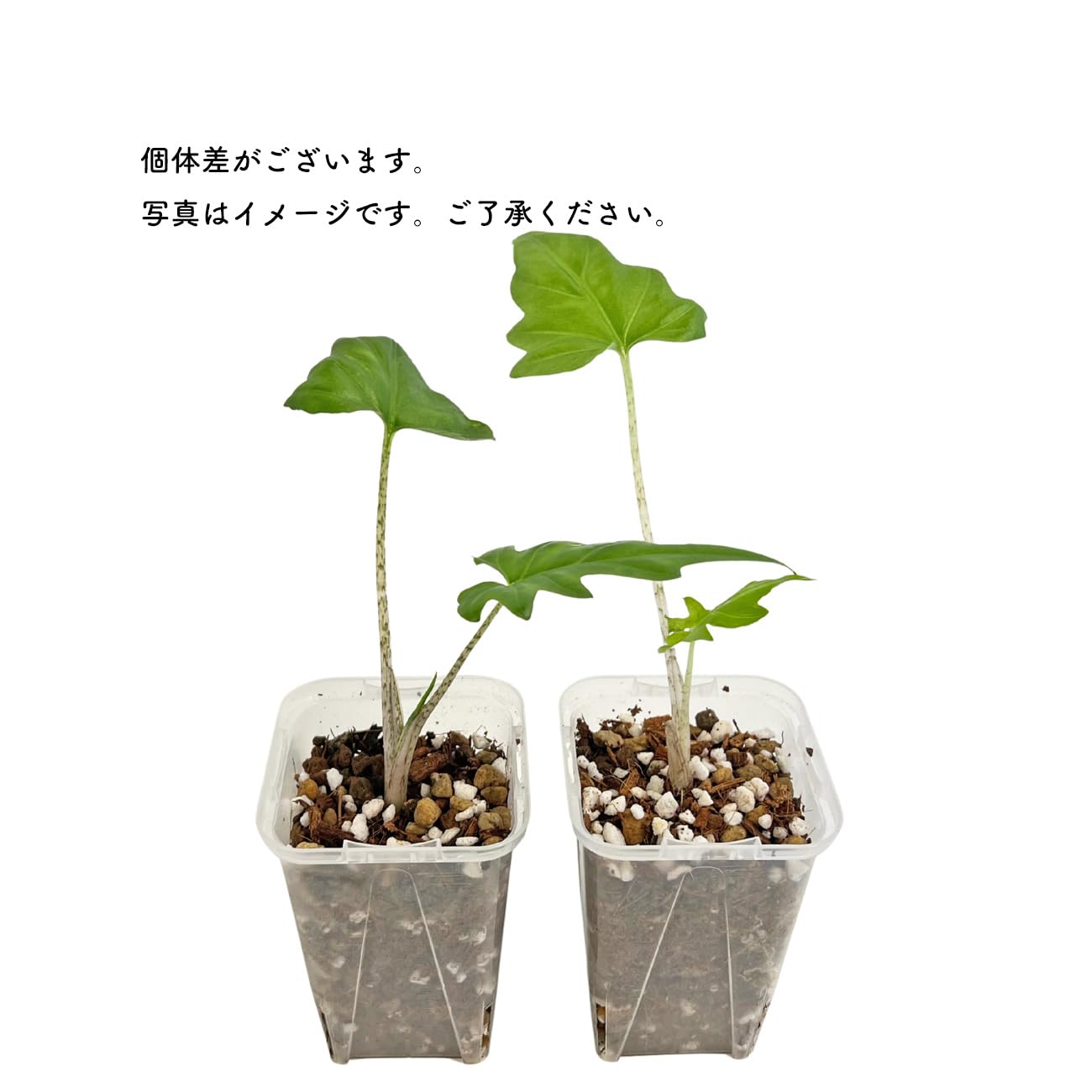 Amazon｜アロカシア ブランキフォリア 2.5号 幼苗 ネガミエル Alocasia