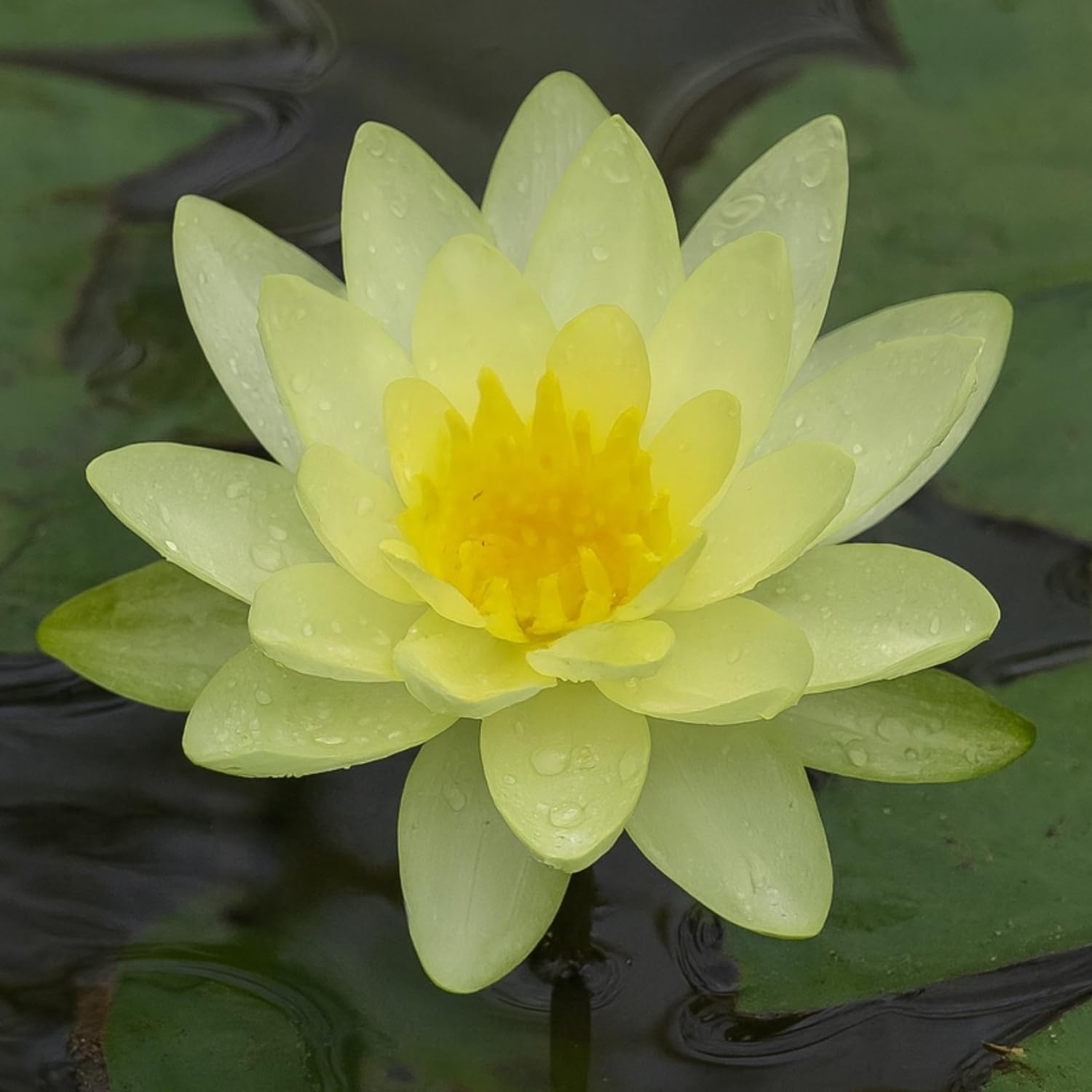 Indian Gardens - Waterlily live plant (Yellow) (Code 2)