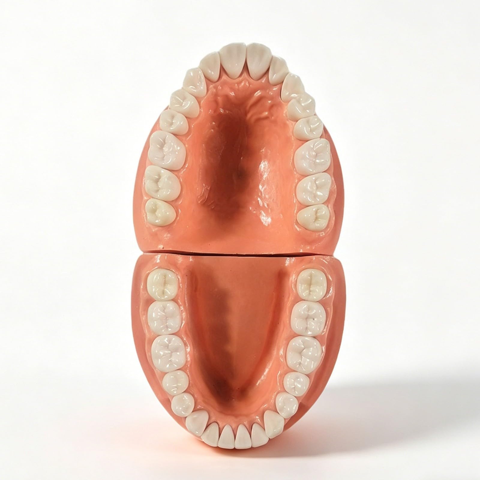 Model zębów dentystycznych, 32-częściowy zdejmowany zestaw zębów do treningu, anatomicznie dokładne narzędzie edukacyjne dla studentów i profesjonalistów, demonstracja pacjenta