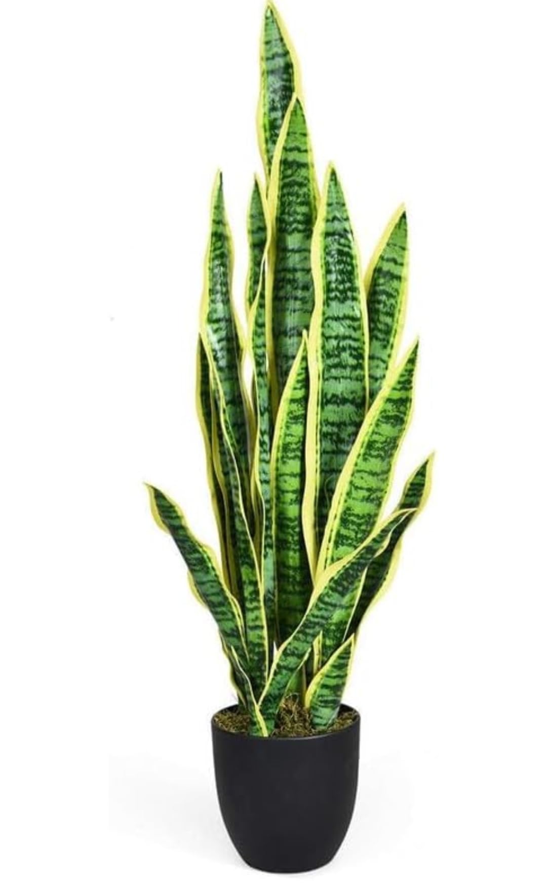 See full amazon price history chart for MBPLANT Snake Plant Indoor Live Plant Big Size Pack of 1 MBPLANT Snake Plant Indoor Live Plant Big Size Pack of 1 (B0D7SXNMBB) Amazon Price History, Amazon Price Tracker