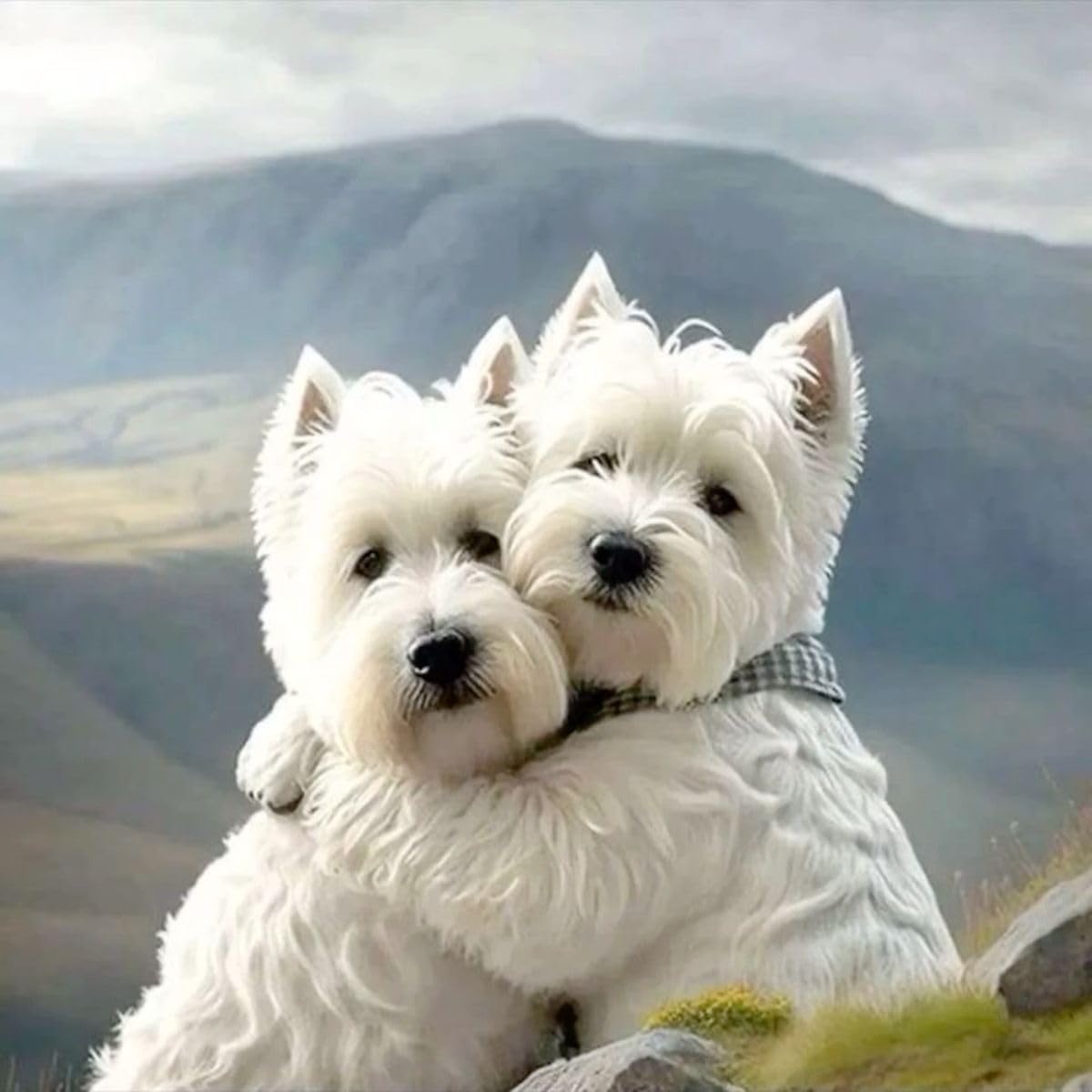 500 Pieces Jigsaw Puzzles for Adults Teens Cute Westie Dog Decorative Puppy Dog Portrait Wooden Puzzle DIY Wall Art Leisure Game Decompress Toy