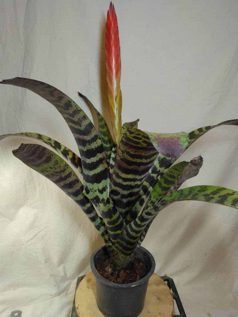 美株 Vriesea splendens フリーセア スプレンデンス