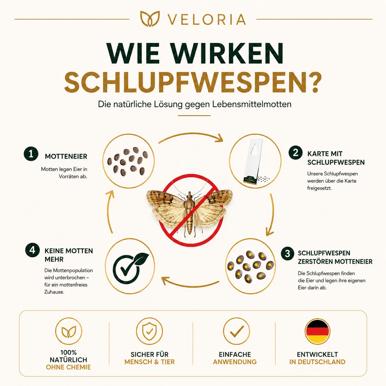 VELORIA Schlupfwespen gegen Lebensmittelmotten - 12 Karten (3 Karten à 4 Lieferungen) - Effekt. Lebensmittel Motten bekämpfen - Alternative zur Mottenfalle, Mottenspray, Pheromonfalle
