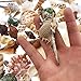 Wankko 50 Pcs Sea Shells Mixed Beach Seashells, Colorful Natural Seashells Perfect Accents for Candle Making，Home Decorations, Beach Theme Party Wedding Decor, DIY Crafts, Fish Tank and Vase Fillers