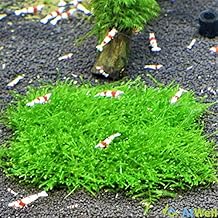 AtWell Willow Mosquat (Length x Width Approx. 3.5 inches (9.0 cm)【No Pesticides】