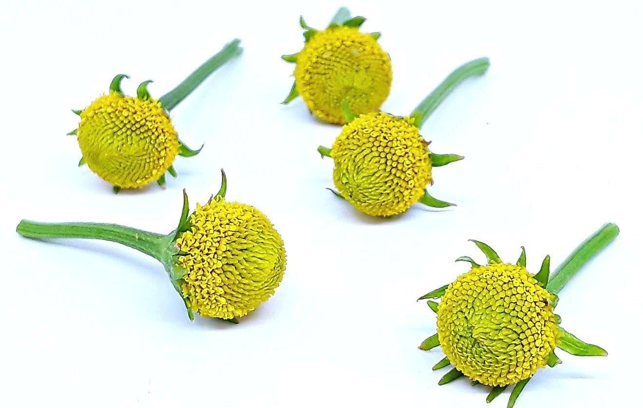 50 count Edible Flower Buzz Button , Lemon Drop FRESH