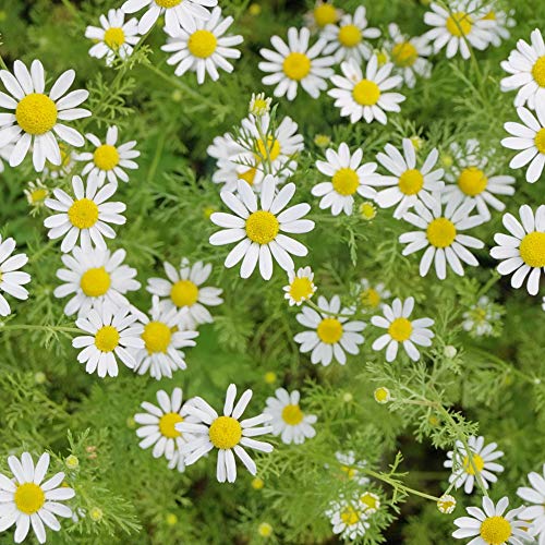 Chamomile (Wild or German) Seeds Matricaria recutita Scented Mayweed Hardy Annual Flowering Garden Plants Easy to Grow Your Own 1 Packet of 700 Seeds by Thompson and Morgan