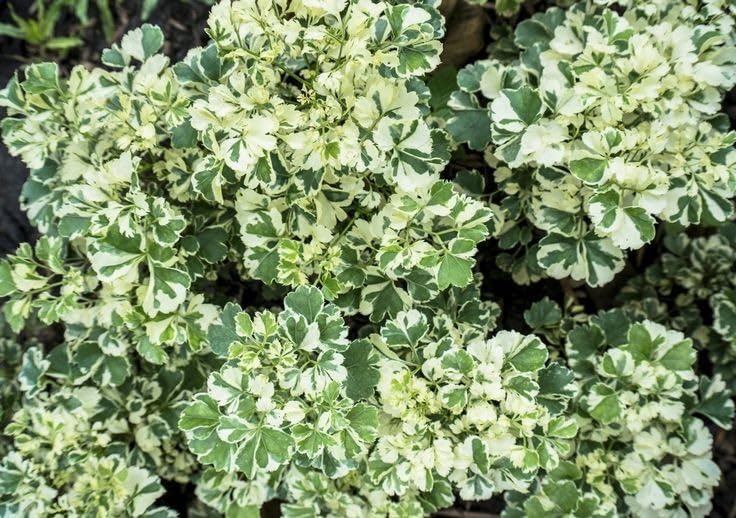 Image of Alleria Live Plant with Pot | Beautiful Flowering Ornamental Plant for Home Garden Balcony Terrace | Decorative Outdoor & Indoor Green Plant a€ inch Pack of 1