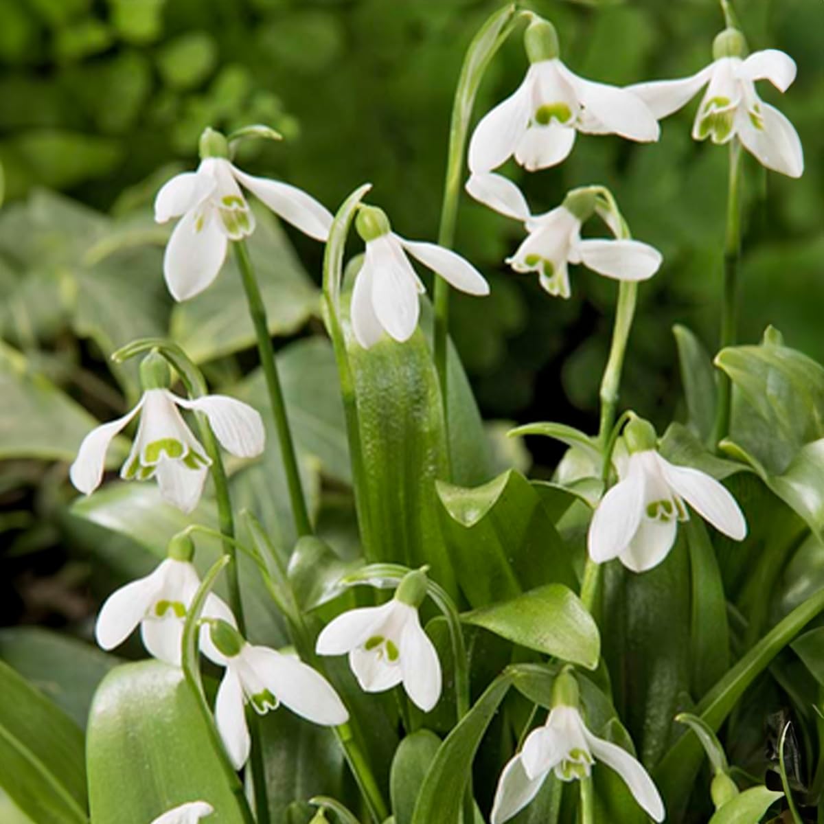 Bulbes Perce-neige Galanthus Woronowii - Lot De 50 - Floraison Février-mars