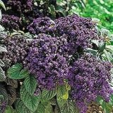 Fragrant Marine Heliotrope 50 Seeds