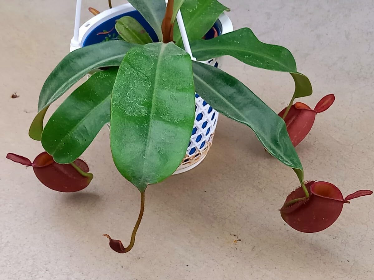 【良株】食虫植物 ネペンテス・アンプラリア レッドセレクション ウツボカズラ Yahoo!オークション - ネペンテス・アンプラリア レッド