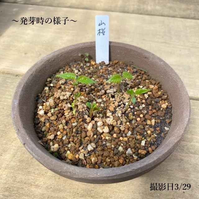 Amazon | 遊恵盆栽：盆栽種子 山桜*やまさくら ヤマサクラ | 花