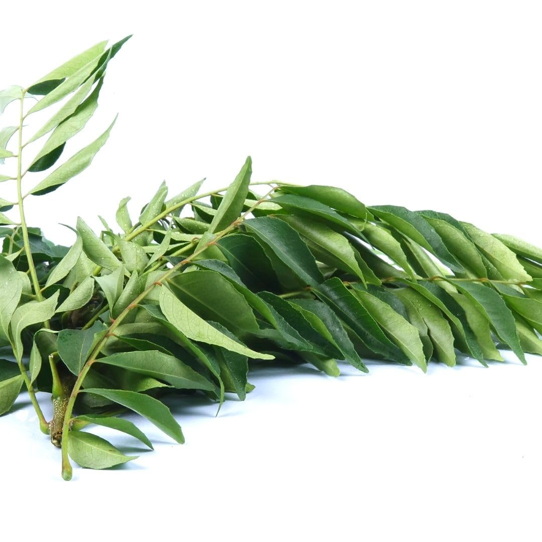 Curry Forest Fresh Curry Leaves-100% Natural Pesticide-Free, Grown in  Phoenix USA, Hand-Picked for Authentic Flavor oz