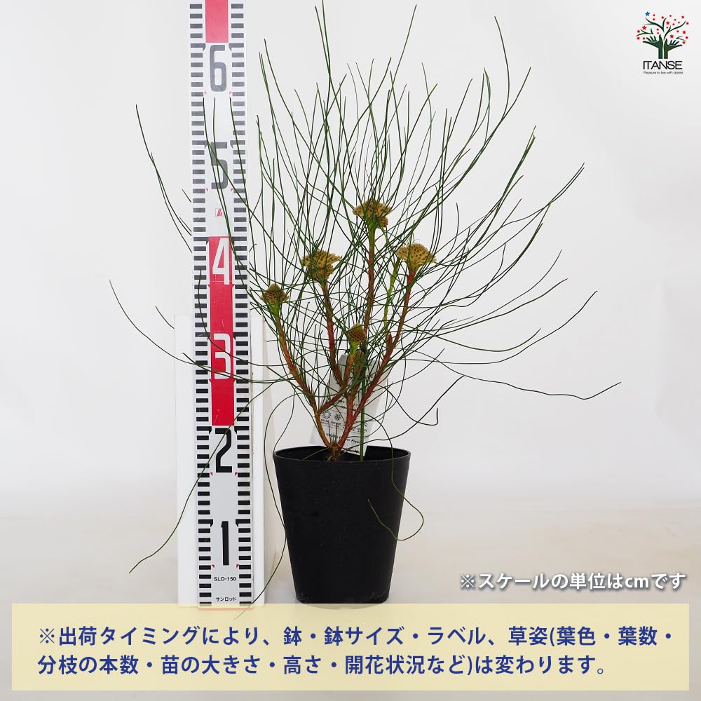 Amazon.co.jp: ペトロフィル エリシフォリア 5号 1個売り【品種で