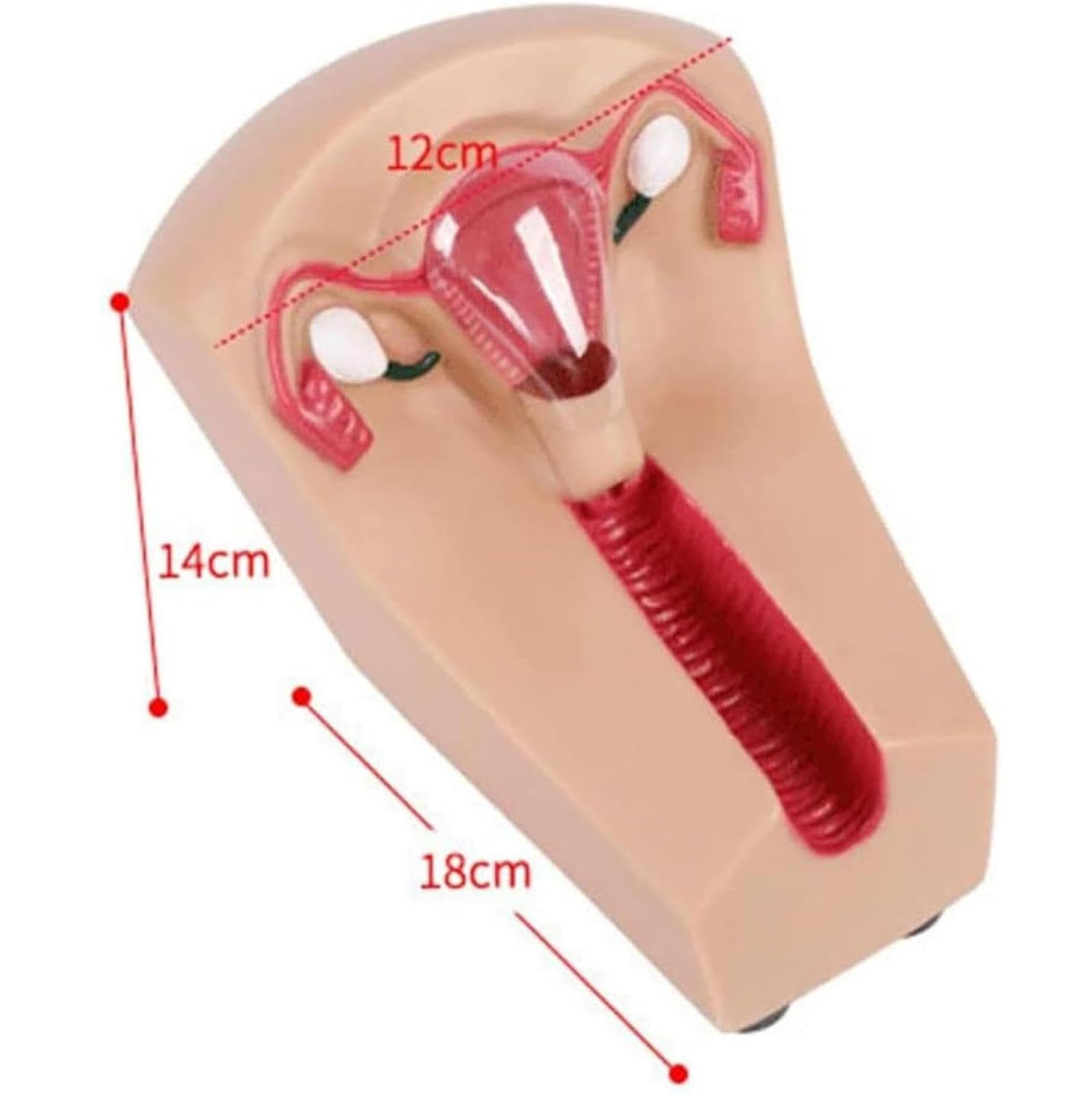 AMITD Contraccezione intrauterina femminile e modello di formazione,Modello di formazione di contraccezione intrauterina utero femminile modello di guida contraccezione interna e Birth esterno