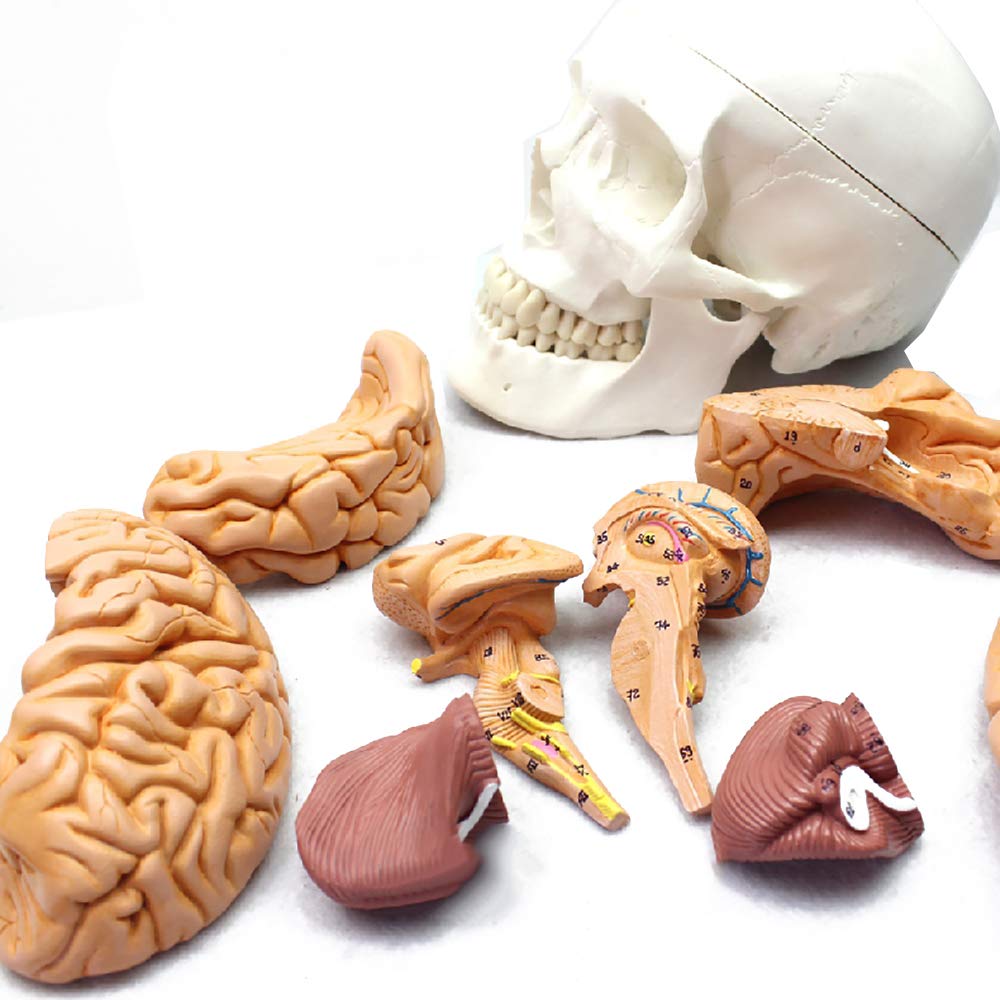 Modèle de cerveau et crâne humain médical 1:1 d'anatomie pour neurologie