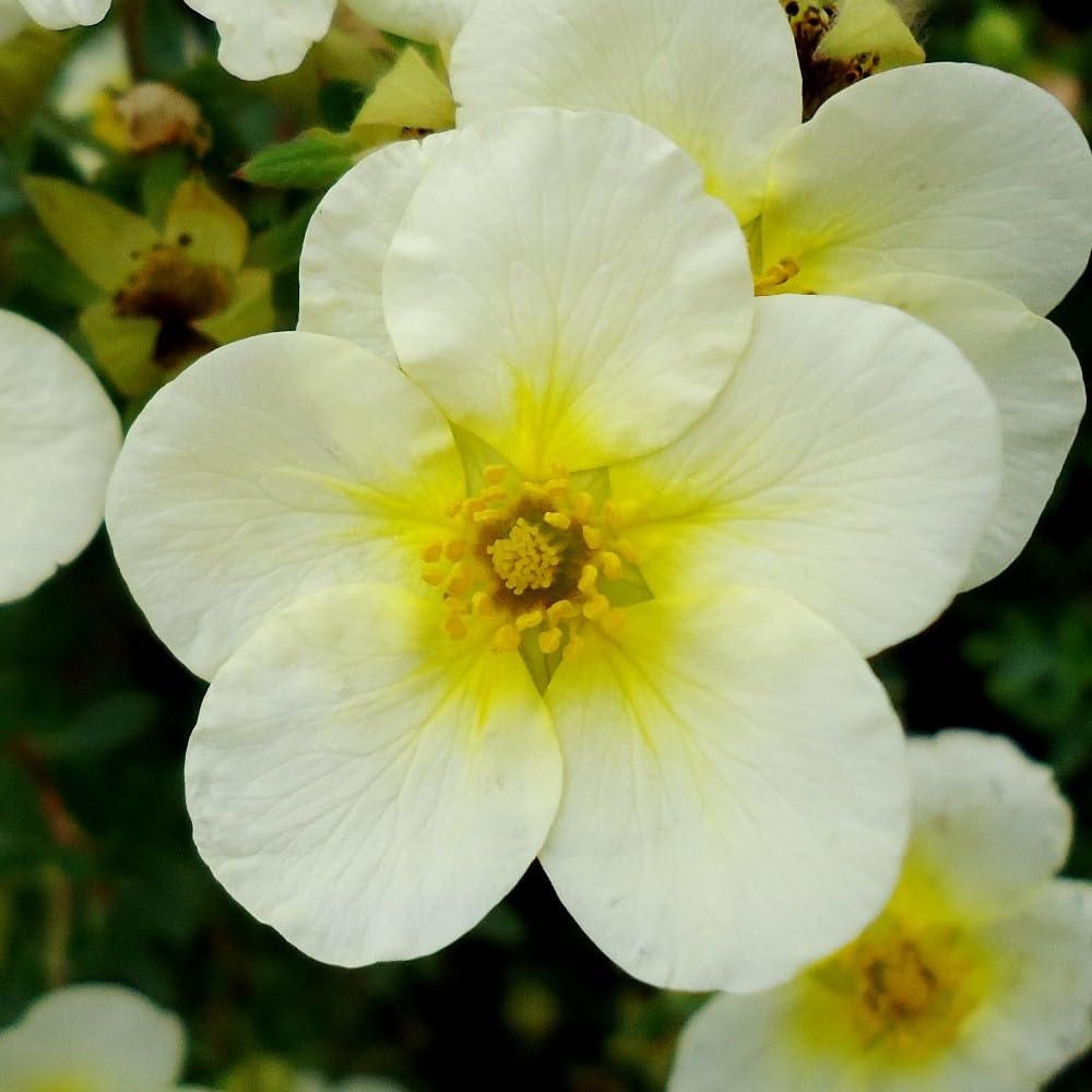 Potentilla fruticosa 'Limelight' - Hardy Shrubby Cinquefoil with White and Yellow Flowers, RHS Award-Winning Hardy Shrub for Cottage Gardens - 2X 3.5 Litre Pot by Thompson and Morgan