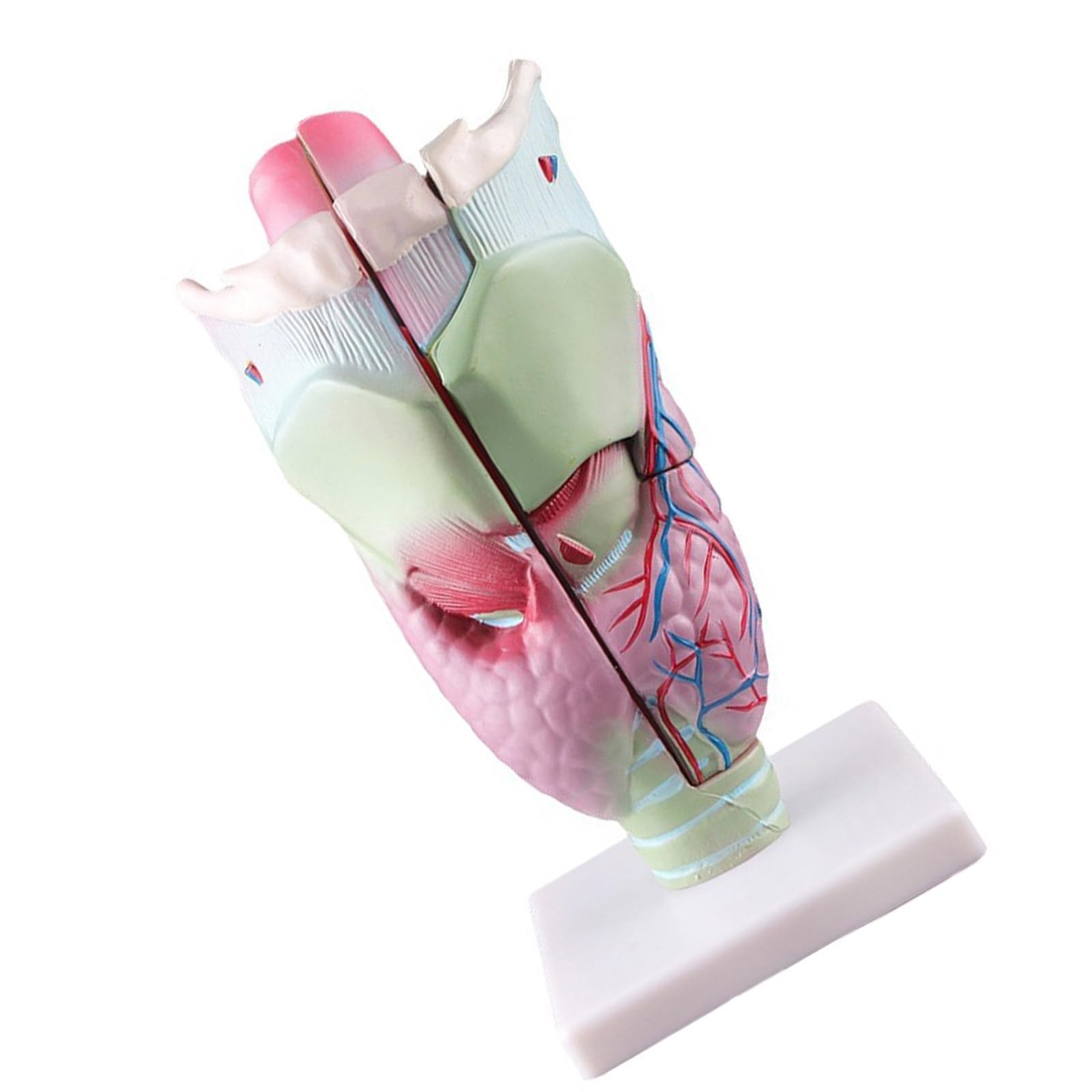 Modello anatomico della laringe Strumento per modello laringofaringeo del rinofaringe ingrandito Materiale didattico per lo studio della laringe Materiale didattico anatomico ingrandito umano