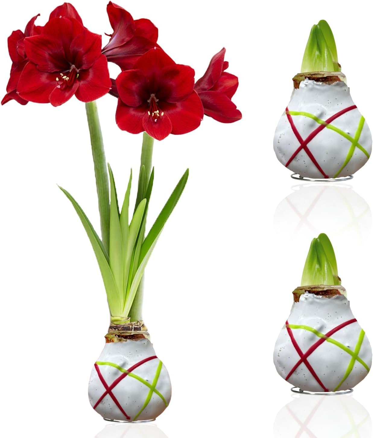 Amaryllis Bulbe en cire Striped White - 2 pièces