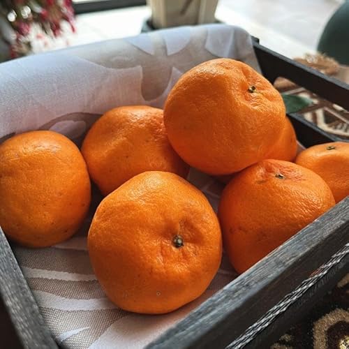 特選 完熟 ポンカン 約2kg[先行予約][MS48]