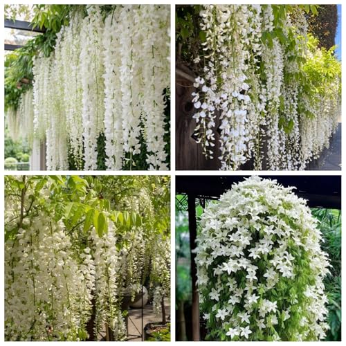 200+ Climbing Weeping Jasmine Flower Seeds Star Jasmine Flower Seeds for Planting Fragrant Plant Seeds Non-GMO Climbing Jasmine Garden Balcony Climbing Flower Garden Home
