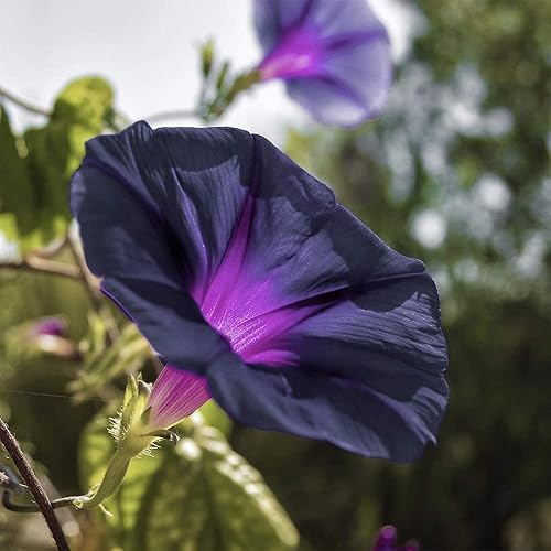 QAUZUY GARDEN 30 semillas de gloria matutina negra, gloria de la mañana, Ipomoea Purpurea  Flor de gloria matutina común más oscura más profunda y