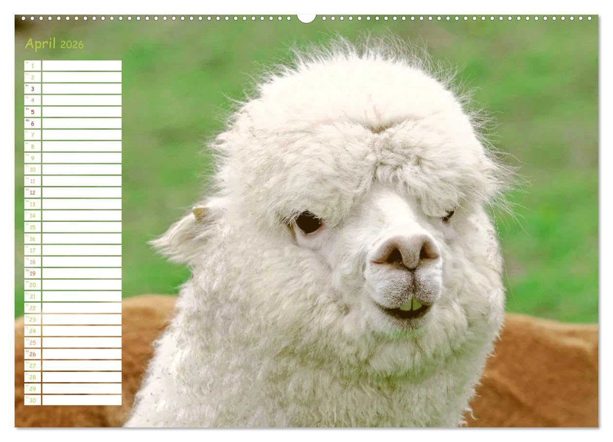 Alpakas: Wollige Kleinkamele aus Südamerika - Edition lustige Tiere (hochwertiger Premium Wandkalender 2026 DIN A2 quer), Kunstdruck in Hochglanz: ... Wuschelköpfe aus den Anden (CALVENDO Tiere)