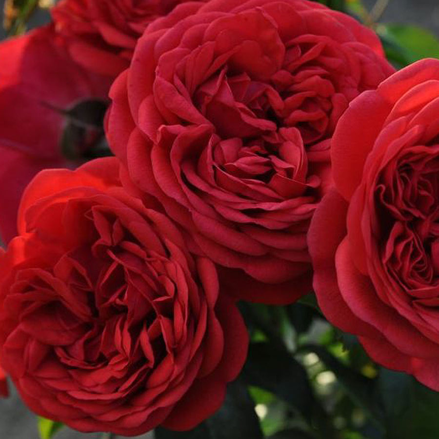 邦楽 PASSION ROSE OUT OF CONTROL Passion Rose – Out Of Control – Flexi-disc (7