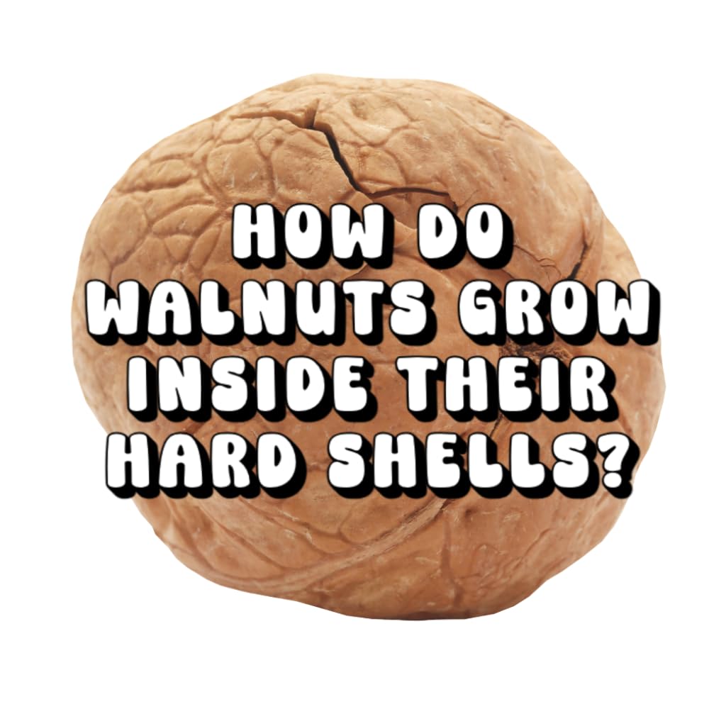 How Do Walnuts Grow Inside Their Hard Shells?
