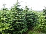  100 Seeds Noble Fir, Abies Procera, Zones 3 to 9: Package Contains seeds