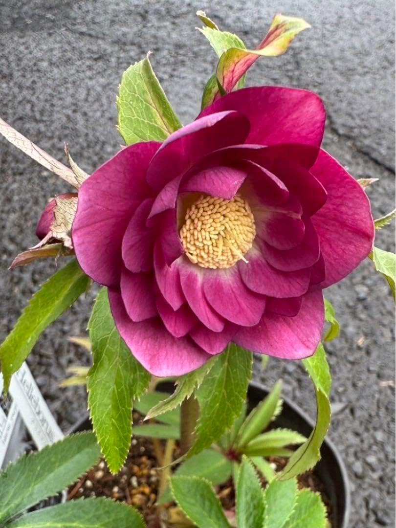 【広瀬園芸】クリスマスローズ株分け　オーレア系ピンクグラデーションdd 広瀬園芸】クリスマスローズ オーレア系ピンクグラデーションdd