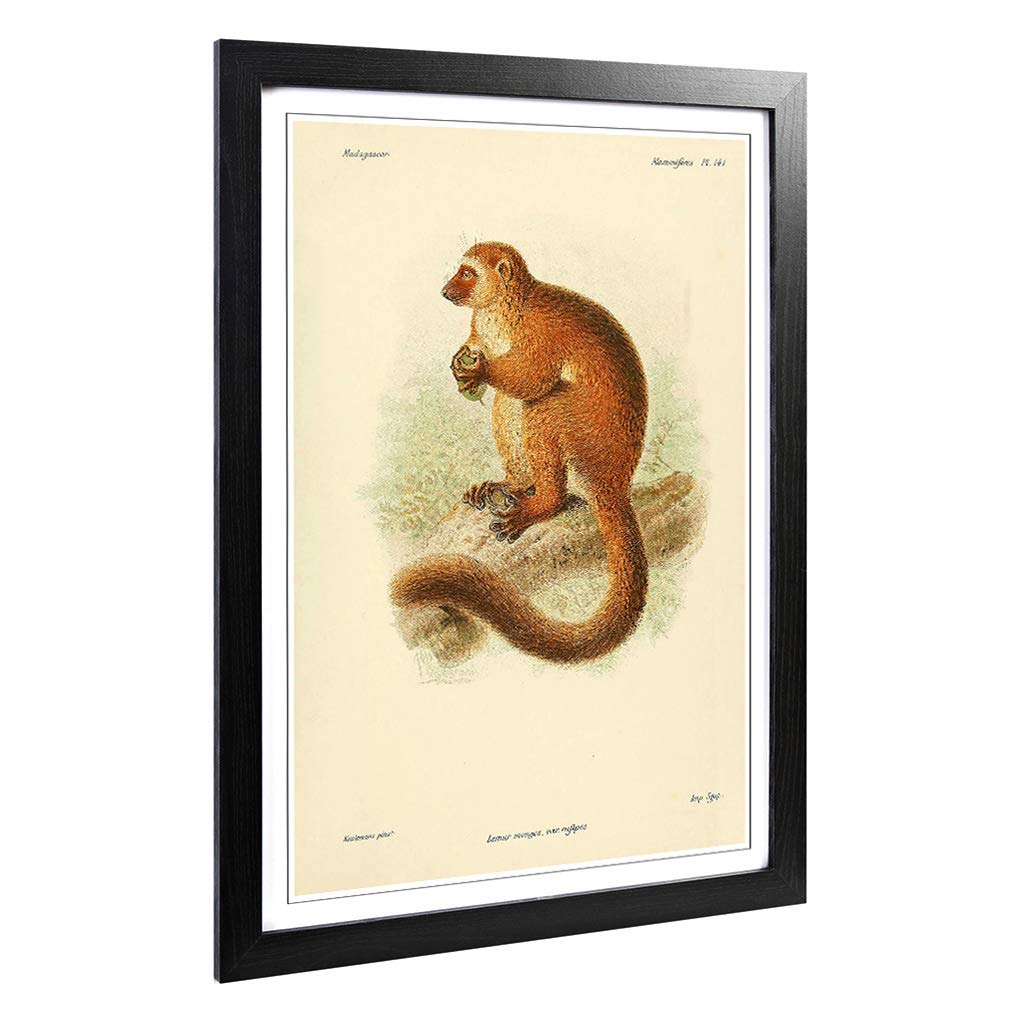 Big Box Art Framed Print of Vintage J.G. Keulemans Mongoose Lemur Design | Wall Art Picture | Home Decor for Kitchen, Living Room, Bedroom, Hallway, Black, A2 / 24.5x18 Inch / 62x45cm