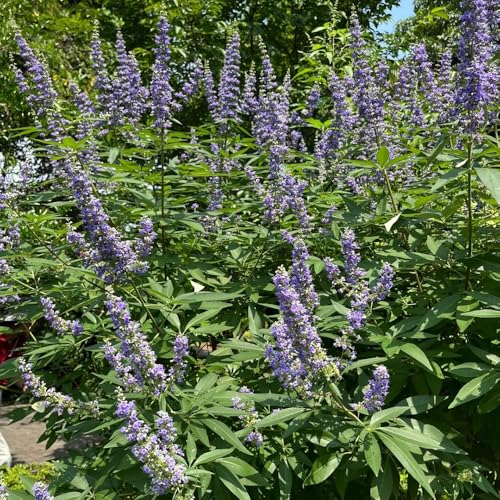 semi di lavanda resistenti, giardino da interno semi di lavanda biologici cucina balcone rare, 250pcs