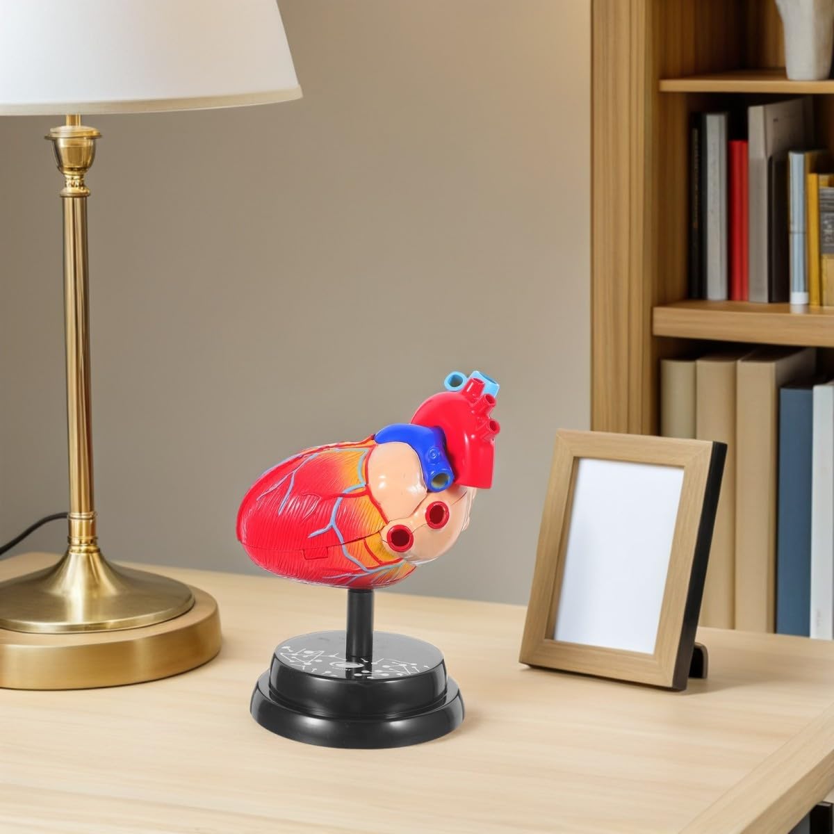 Corazón Humano Anatómicamente Preciso Base Roja