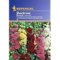 Kiepenkerl Stockrosen-Mischung