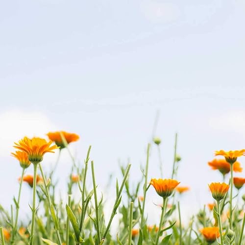 Miniatura 4 de Tata Harper Redefining Bálsamo Corporal, Mantequilla Corporal Hidratante, Cuidado Natural de la Piel, Cuidado Natural del Cuerpo, 6.1 fl oz