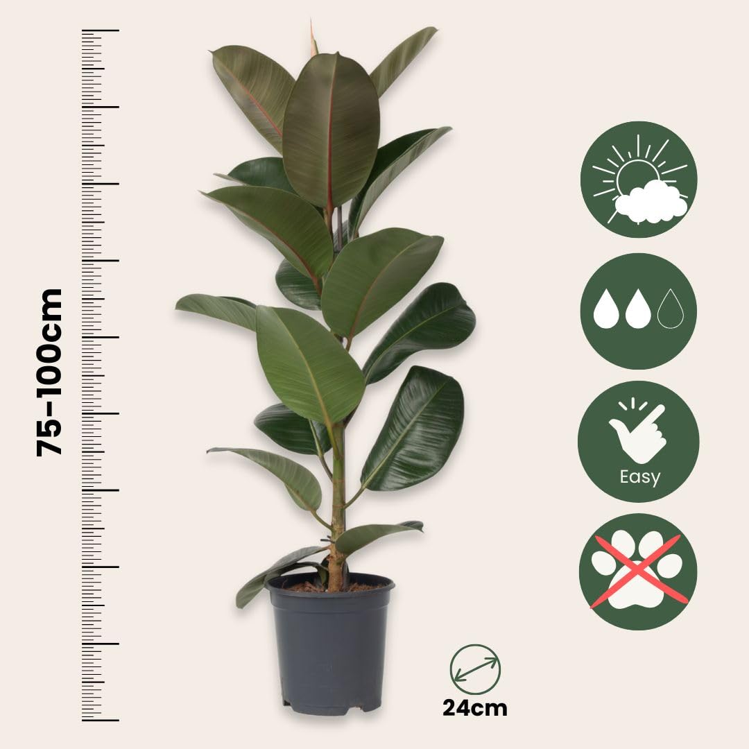 Plant in a Box - Ficus Elastica Robusta - Gummibaum - Luftreingende  zimmerpflanze - Topf 24cm - Hhe 75-100cm : Amazon.de: Garten