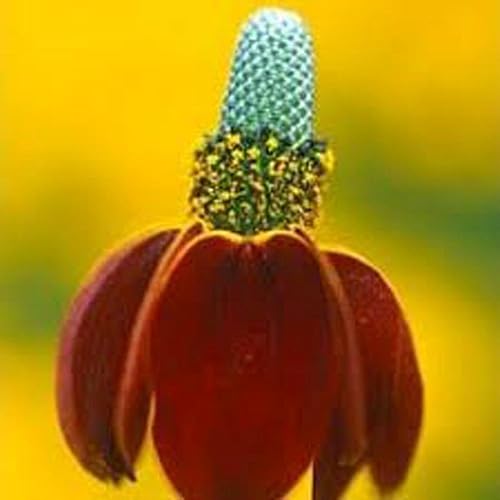 Sombrero mexicano, semillas de flor de sombrero mexicano rojo, más de 100 semillas por paquete.