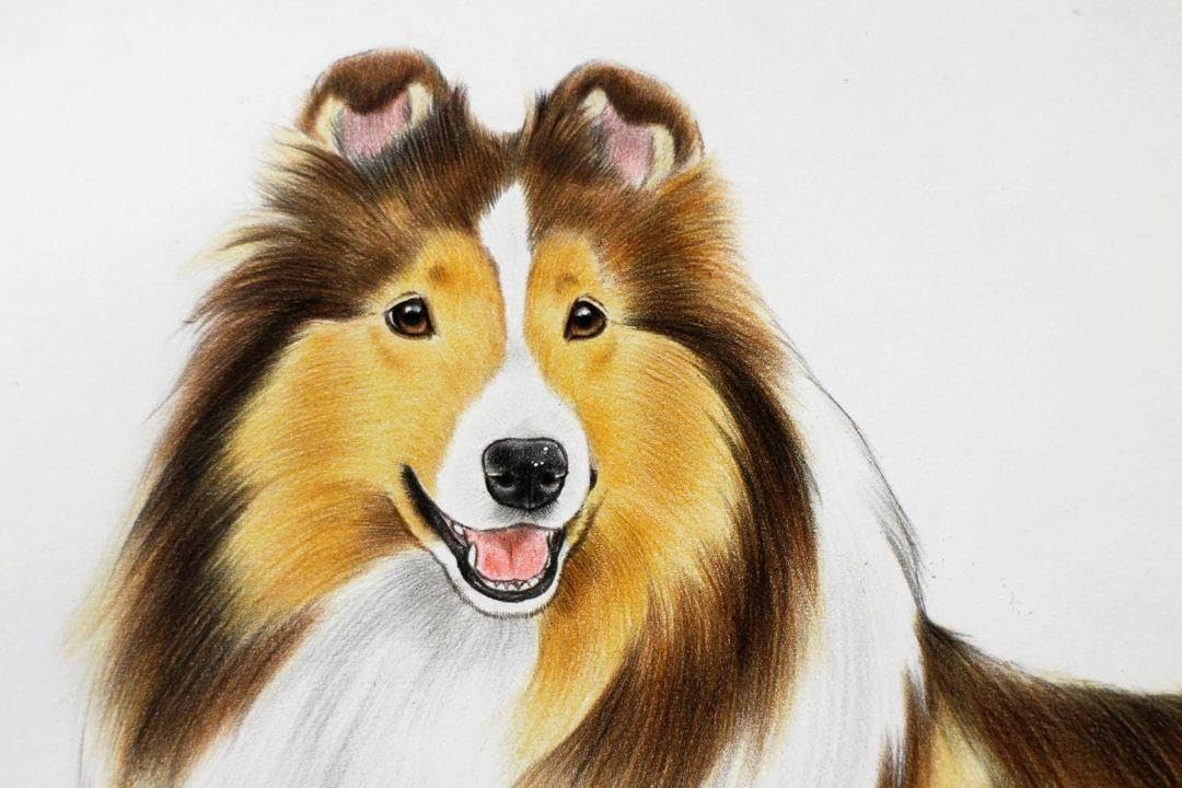 Amazon.co.jp: 犬の絵 色鉛筆画 シェルティ 原画 : 文房具・オフィス用品