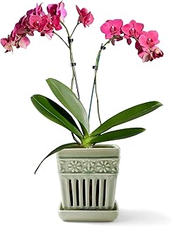 Orchid Pots with Holes | 5