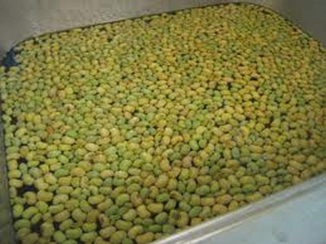 Zipper Cream Cowpea - Large, Easy-shelling Cream Pea - 2-3 Foot Bushy Plants(500 - Seeds)