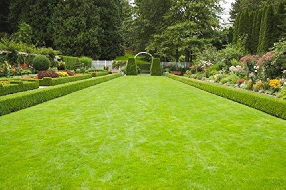 lawn grass seeds | best grass seeds Pack of 5500 (B0DBHDMMY3) Amazon Price History, Amazon Price Tracker